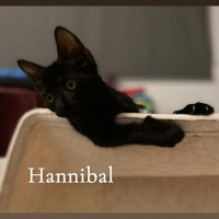 Photo of Hannibal