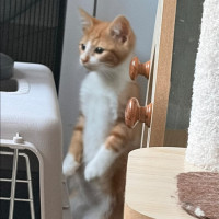 Photo of Weasley