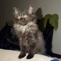 Photo of Ashy 🐾
