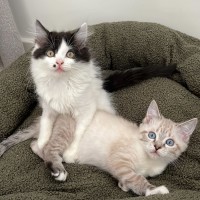 Photo of Pearl And Marble