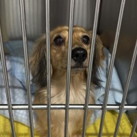 Photo of Nova