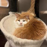 Photo of Fluffy