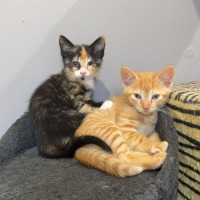 Photo of Louie