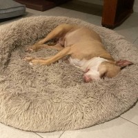 Photo of Marley