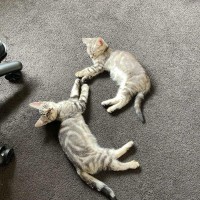 Photo of Maxi Meet Me@Petstock Keysborough Store