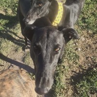 Photo of Coco, The Young Greyhound 