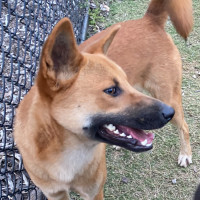Photo of Storm   18 Mo Dingo Hybrid