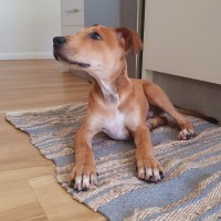Photo of Nacho