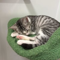 Photo of Sphinx 