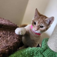 Photo of Henry   In Foster Care In Healesville