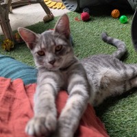 Photo of Wren