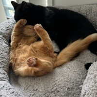 Photo of Ginger (Ginny) 