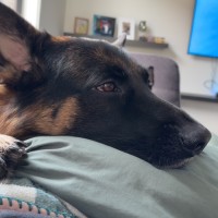 Photo of Archie