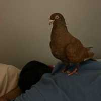 Photo of Acorn