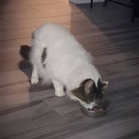 Photo of Aldo ** Needs A New Beginning **