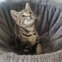 Photo of Splinter 