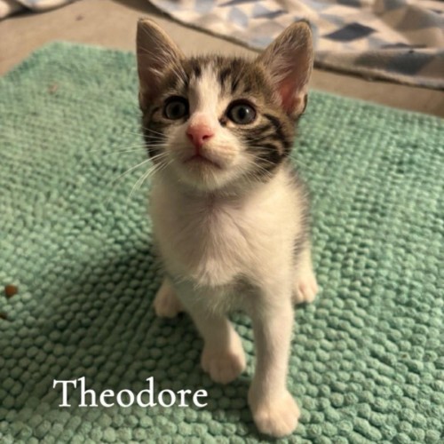 Theodore - Domestic Short Hair (DSH) Cat