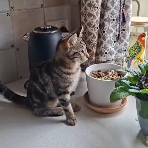 Annie - Domestic Short Hair (DSH) Cat