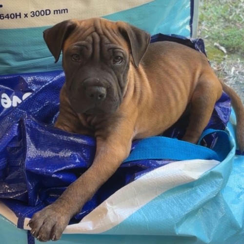 Tate - Shar Pei Dog