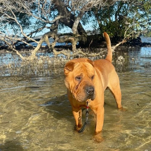 Simba - Shar Pei Dog