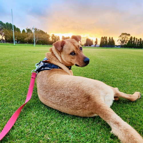 Barkly - Australian Kelpie x Staffordshire Bull Terrier Dog