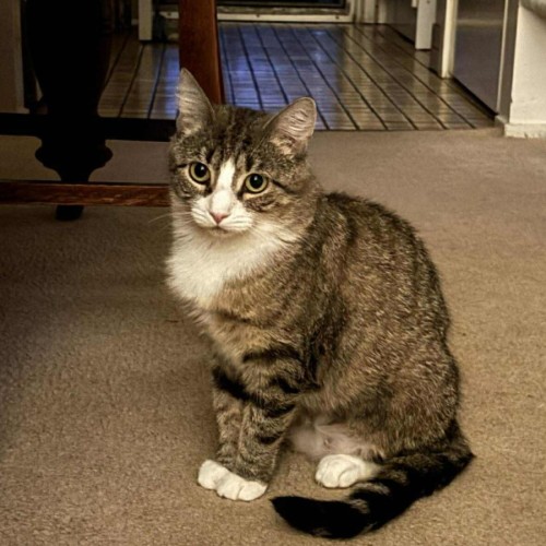 Prada - Domestic Short Hair (DSH) Cat