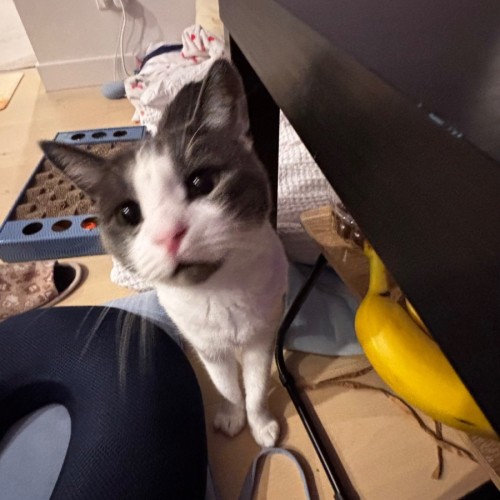 Caelum - Domestic Short Hair (DSH) Cat