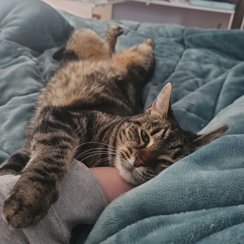 Anastasia - Domestic Short Hair (DSH) Cat