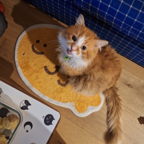 Rodger - Domestic Medium Hair (DMH) Cat
