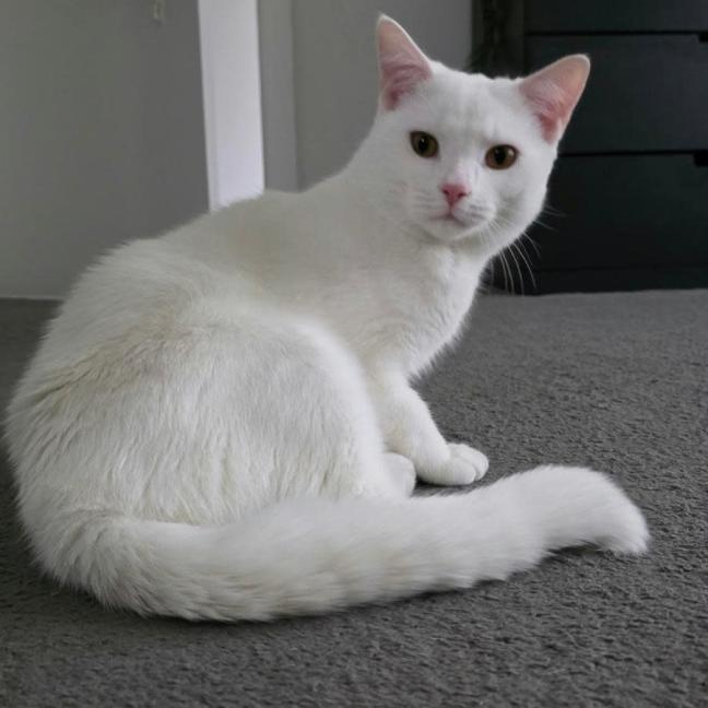 Photo of Olaf