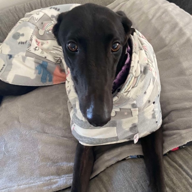 Photo of Sally, The Greyhound