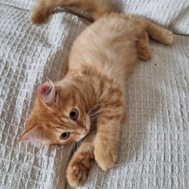 Photo of Thomas