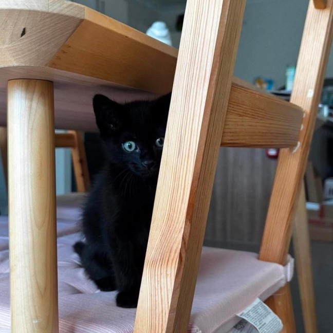 Photo of Little Noodle
