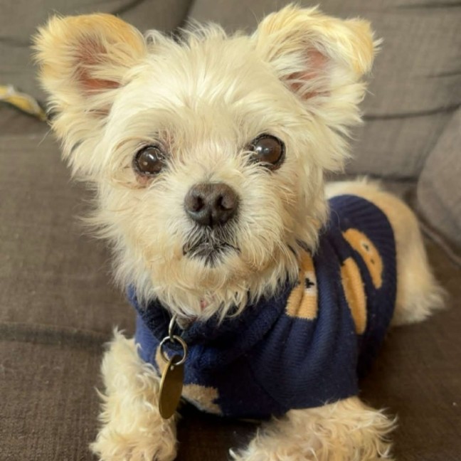 Photo of Fran Drescher