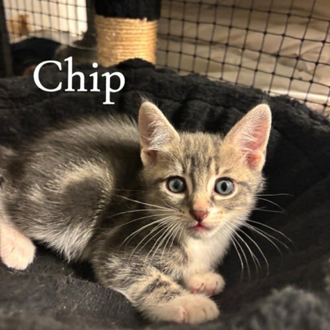 Photo of Chip
