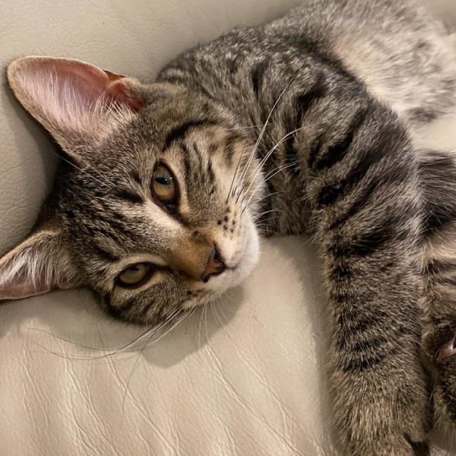 Photo of Katie *9 Lives Project Rescue*