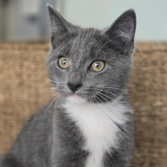 Photo of Patrick (Dempsey) (“Silver Fox” Litter)
