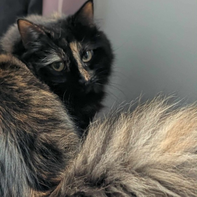 Photo of Violet & Crumble 