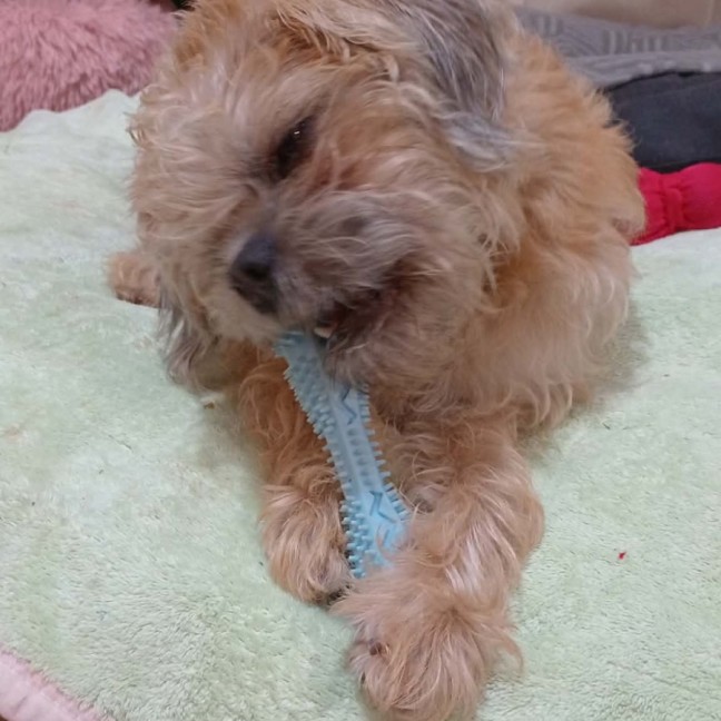 Photo of Peanut