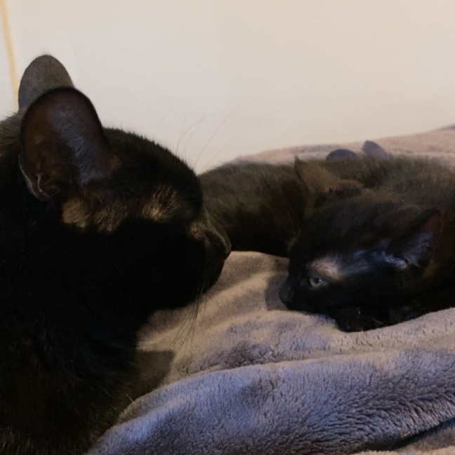 Photo of Night Fury Jr 