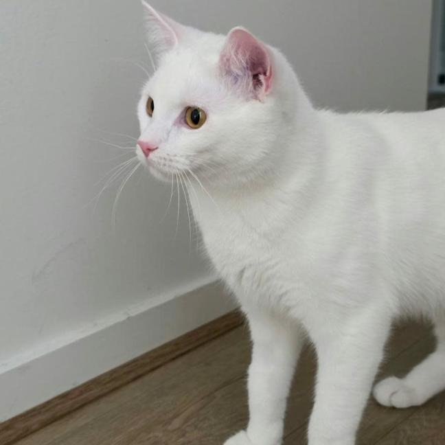 Photo of Olaf