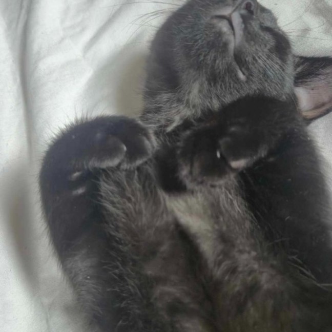 Photo of Mr Purrcival