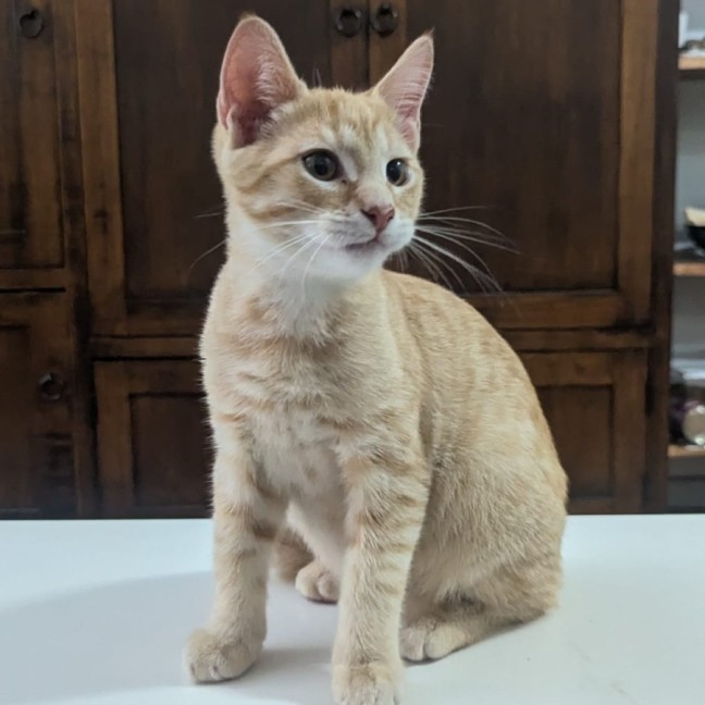 Photo of Gigi
