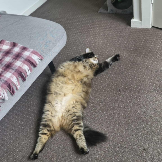 Photo of Bob Dylan 🎸