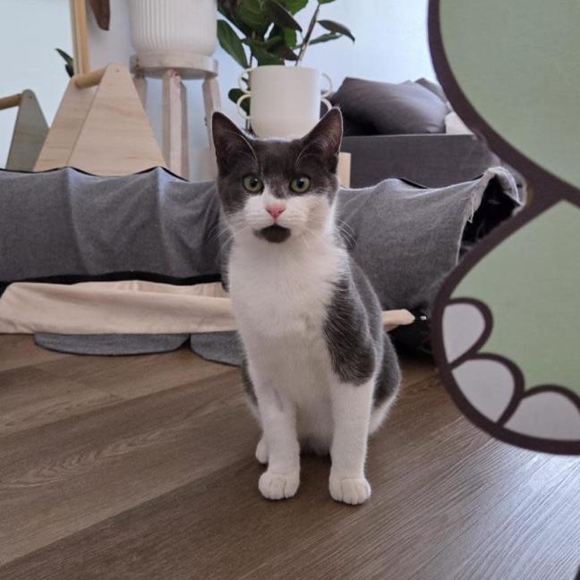 Photo of Davinci