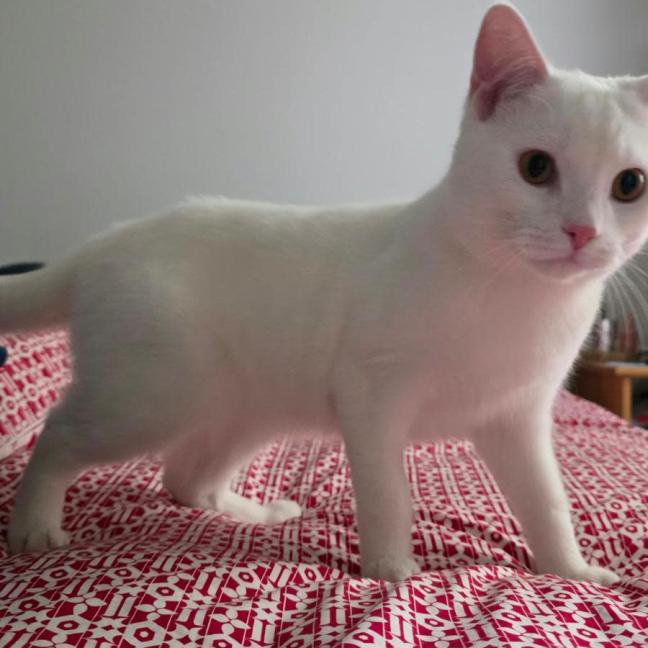 Photo of Olaf