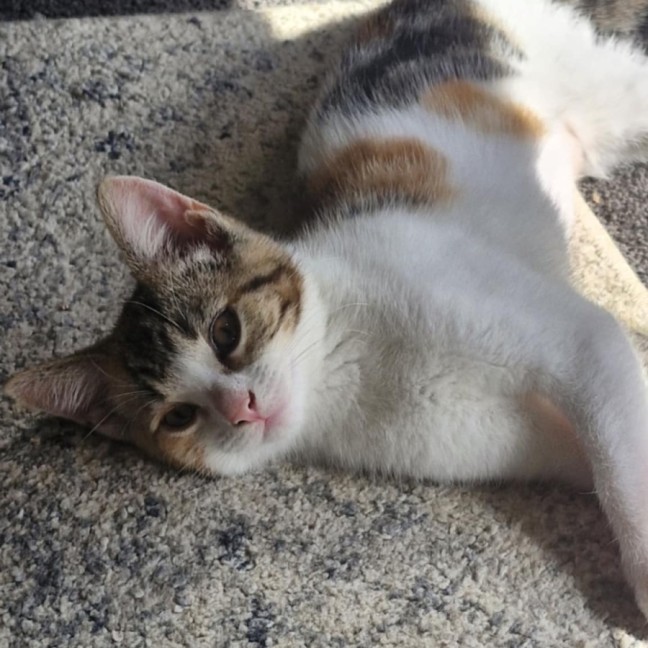 Photo of Lila 🌈☀️