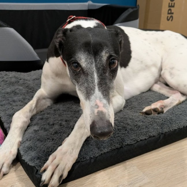 Photo of Pongo, The Greyhound