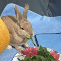 Photo of Stella & Thumper