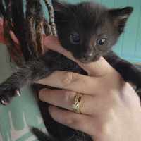 Photo of Arie
